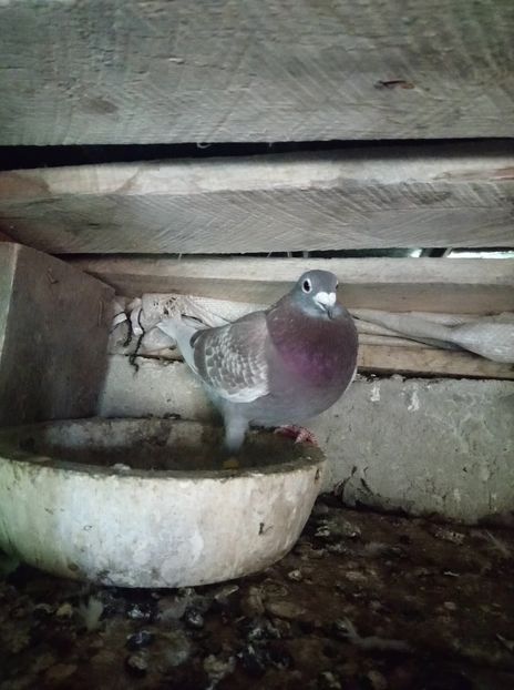 dcebb3234a29b2f7ebead7bc9922195a - Poze vechi