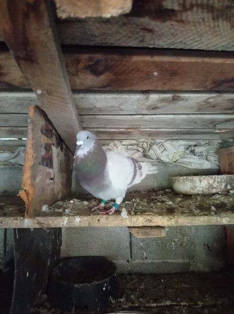 cb2c168fd16a105352f08ab76582c6a3 - Poze vechi