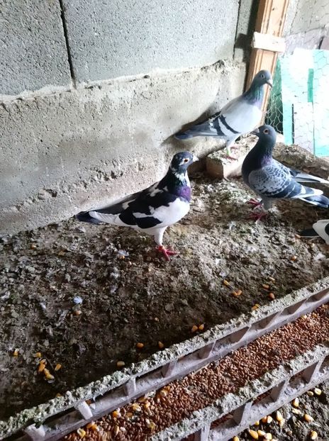 eb342407ce226a0d4f3cd60ef628118f - Poze vechi