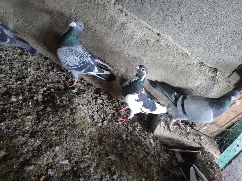 897312b0782091208c2d51e61c462418 - Poze vechi