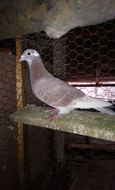 c9f8173f87fa2cbb26fe8546b83036f3 - Poze vechi