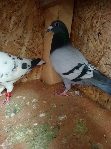 a08f346bf5cb591b65ea938b6ca2e678 - Poze vechi