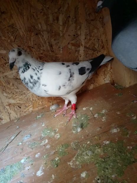 cc9f56e9660f5a2f2ff2e7c61c1c21a3 - Poze vechi