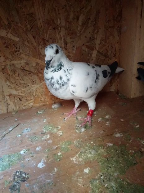 5ed4861b8fa73be23a850e5957144613 - Poze vechi