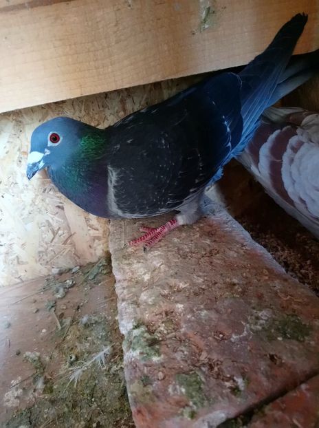 15a69a98164468d7f14bd33b35e8c186 - Poze vechi