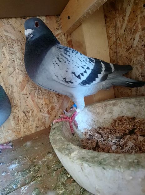 02d27c96378a54ad39cd22bfb4d9a800 - Poze vechi