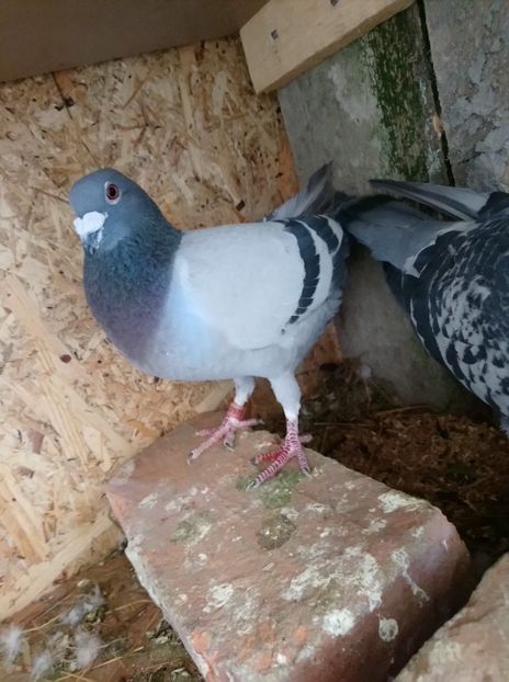 8c84a985f52f8e354949345c80cff8cc - Poze vechi