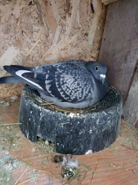 6acf5da3d60caa6cd8f4c68d903d9200 - Poze vechi