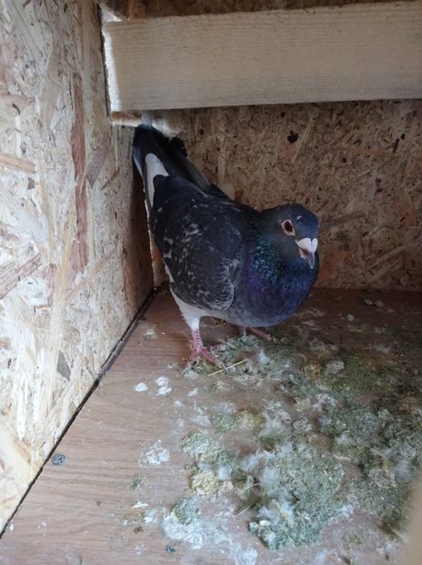 ad7f3a919da5dcf18afa2cbec11d72b4 - Poze vechi