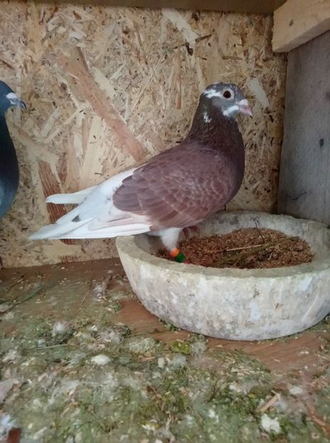 166e51eb70f648f3f28a3bc54b316d10 - Poze vechi