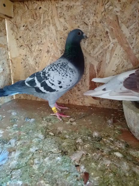 f18889ddf778a2cedfaf07b3f527f228 - Poze vechi