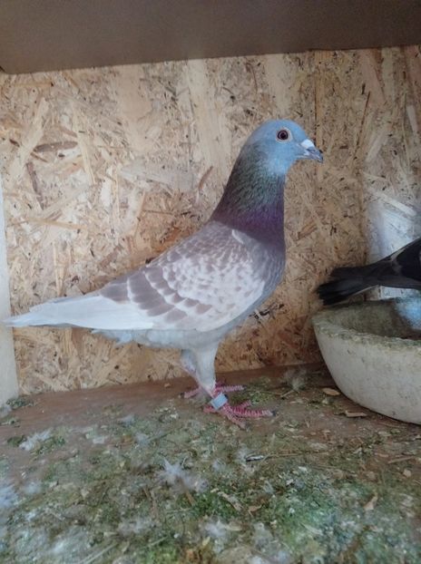 d6cb686d20525f2218872de9c1e55ab0 - Poze vechi