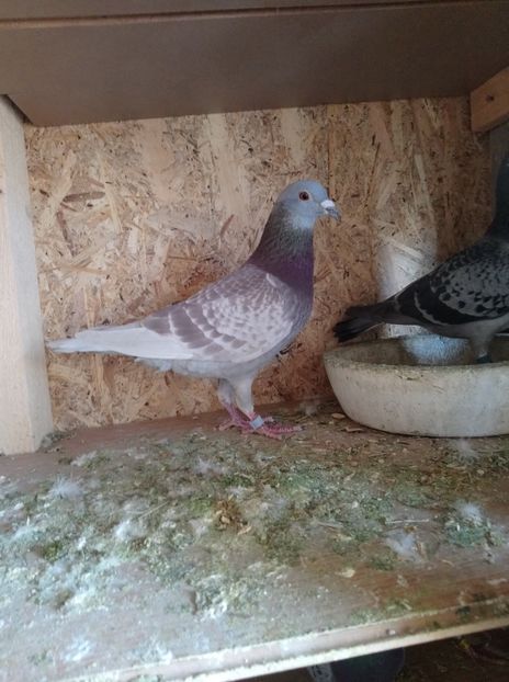 e7376ca8eee75bb62f35b2239c08225b - Poze vechi