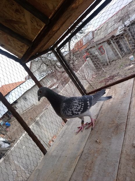 becf056a9f7856e3efb427f45cf1807f - Poze vechi