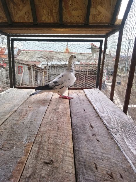 50c8c88f57655521808c3d9b8cdee5c9 - Poze vechi