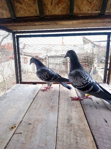 ce58b6a56bc2aa192ca3ecc679a6432c - Poze vechi