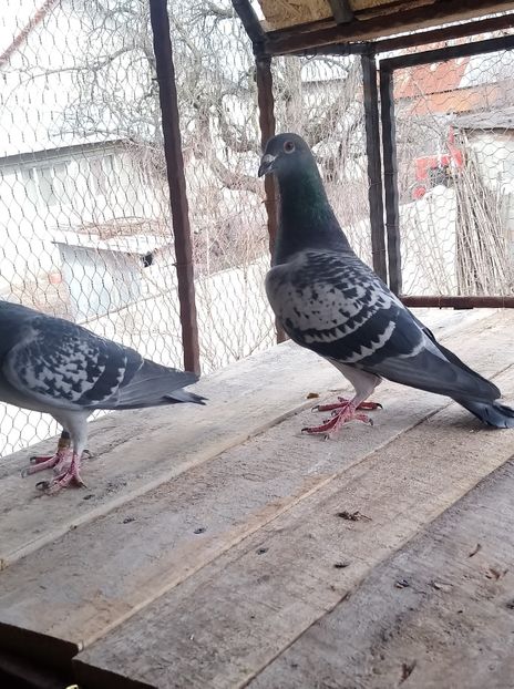 2fa38c55928f732c8bf74e38918f222f - Poze vechi