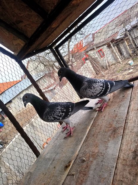 c3bbf539b18ec89cd6379c77191bdd9c - Poze vechi