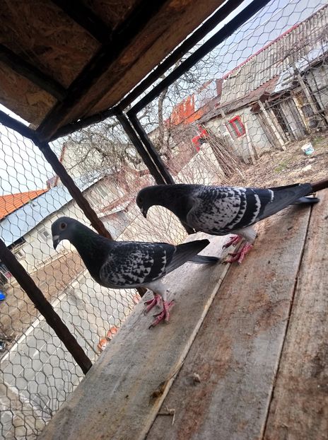 0a5c4fdb4d76312ab7b8d61b8c74bd53 - Poze vechi