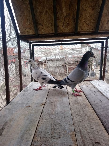 447f5426303e1e70f85cccfb16fb8d1d - Poze vechi