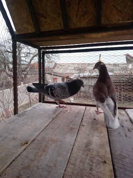 540edce7327637020b17ccec36799f0e - Poze vechi