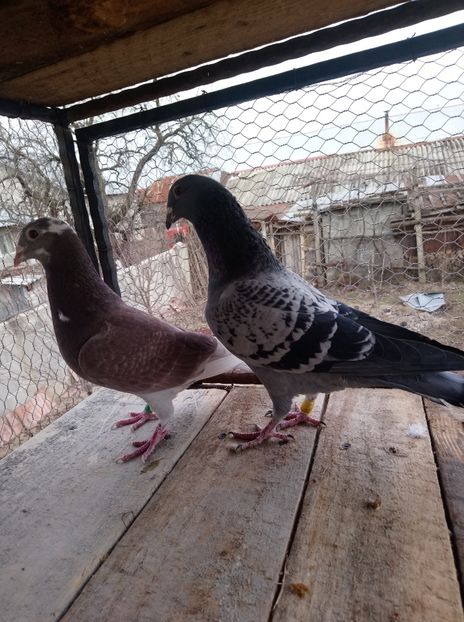 f14cb47126b057149fa4d0e71c648609 - Poze vechi