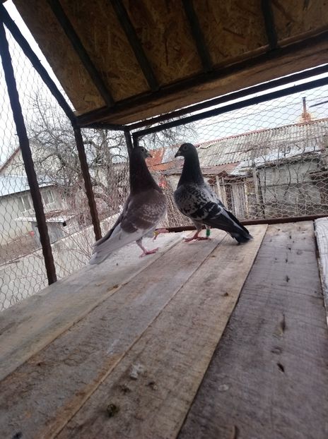 506693c583d176288f7194c384149d35 - Poze vechi