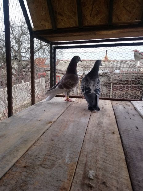 fb3ce67ebf8e3dd4b81a1de990cfa30d - Poze vechi