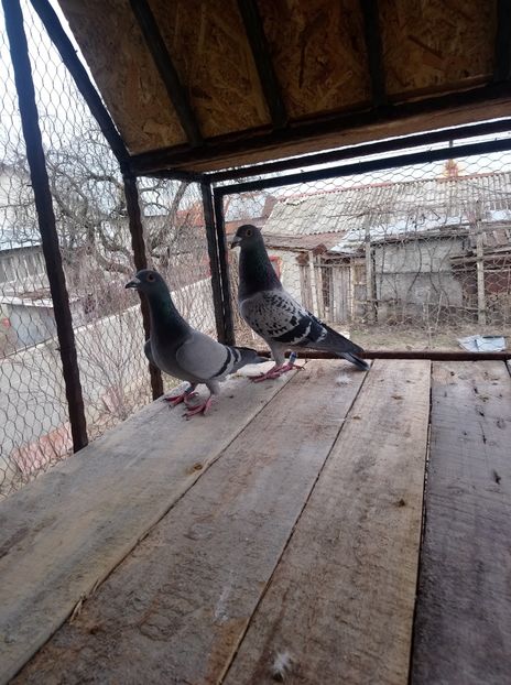 e38a1016117b0028eedcb9a65267cb1c - Poze vechi