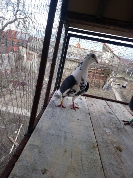 5ddd579185628fbb3862ebae205d1718 - Poze vechi