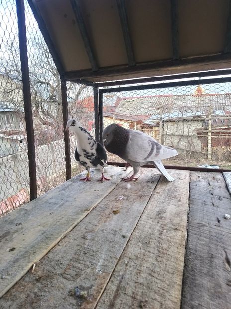 279646d63b130963ac5eb21f88a7063f - Poze vechi