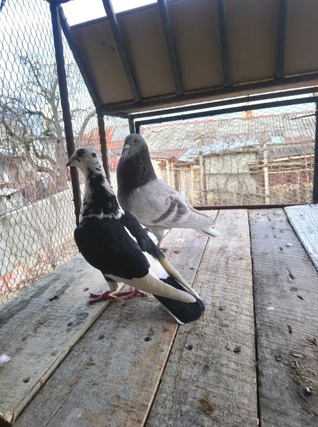 d9f5b5f4809ac72364c0daad2e6a8511 - Poze vechi