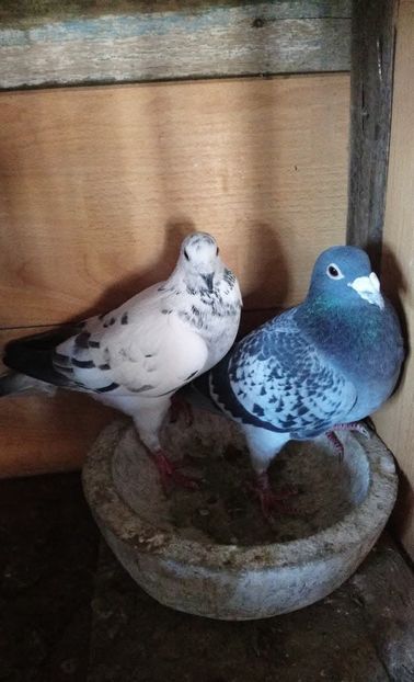 0677bec5f4d7e86c2b8fd4693537fb1b - Poze vechi