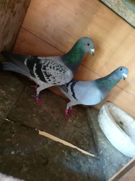 998205118e74f5b0a03f28c00e5ceee3 - Poze vechi