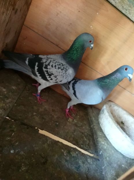 090630bb87a8b29e73b655787cea18e1 - Poze vechi