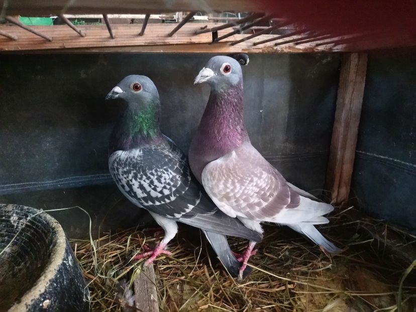 6ccc627cc5b516e9e5f63647d632fb8e - Poze vechi