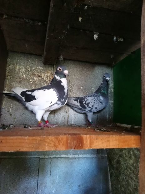 c767f457e827e6cc2055b1d1e1a7bc76 - Poze vechi