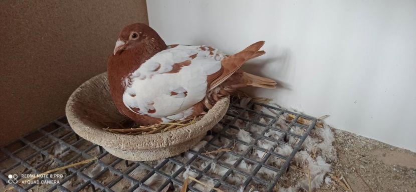 F - Meulemans