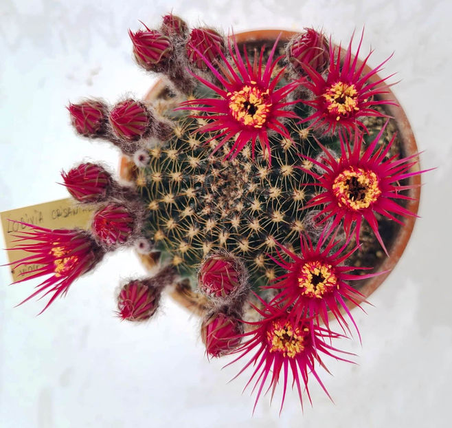 Lobivia crisanthiflora - Lobivia crisanthiflora