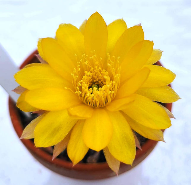 Lobivia nigrispina - Lobivia nigrispina