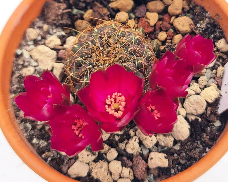 Sulcorebutia hb Inti - Sulcorebutia hb Inti