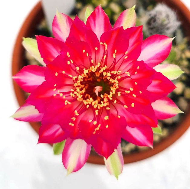 Lobivia hb H101 - Lobivia hb H101