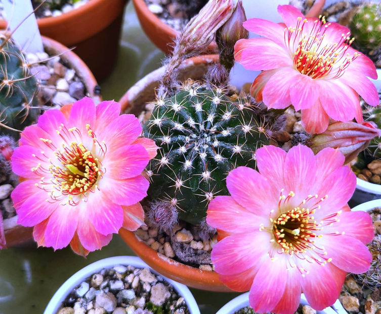 Lobivia hb little wonder - Lobivia hb little wonder