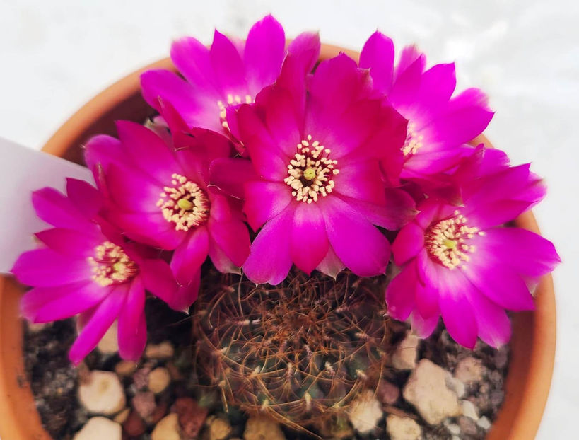 Sulcorebutia hb Inti - Sulcorebutia hb Inti