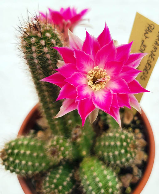 Chamaecereus Pan2019_077_005 - Chamaecereus Pan2019_077_005