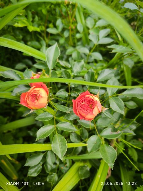  - Trandafiri 2025