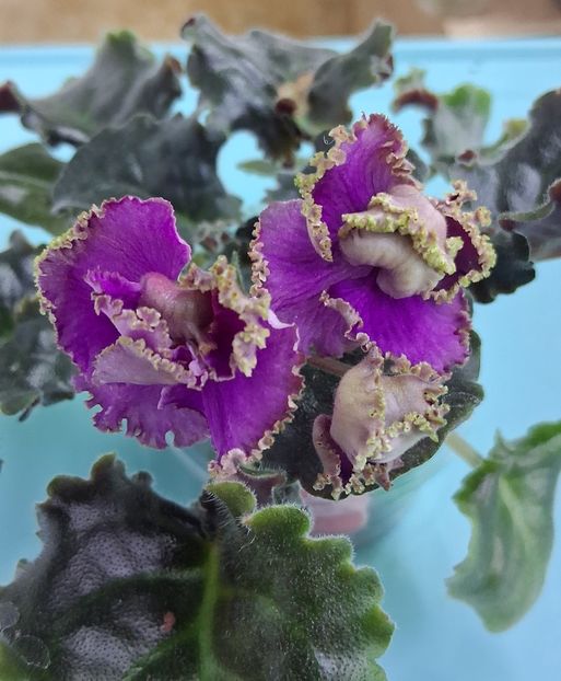  - Cajun s Royal Heir