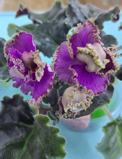  - Cajun s Royal Heir