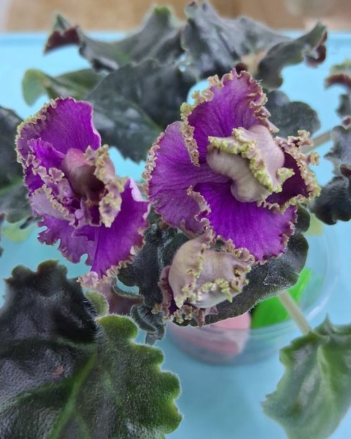  - Cajun s Royal Heir