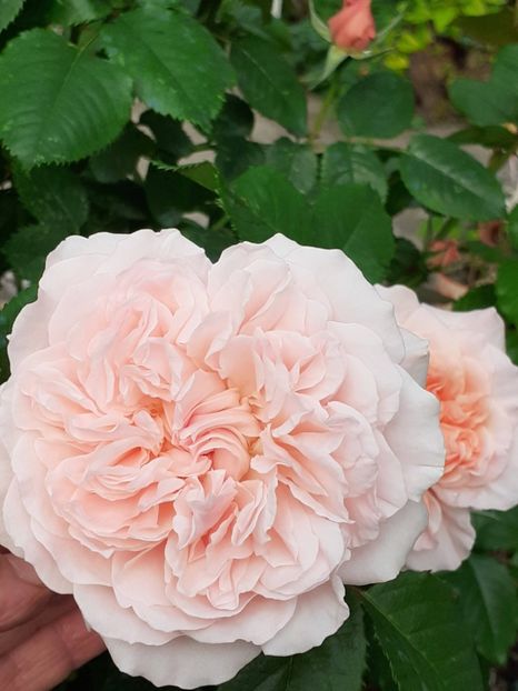  - Rose de Tolbiac